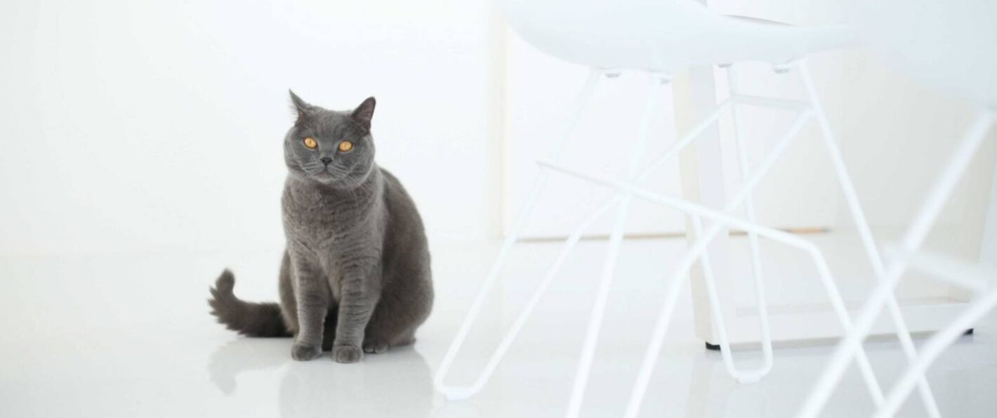 猫と暮らす家のイメージ画像